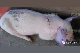 7.12金猪病例（圆环与副猪为主的混合感染）图片