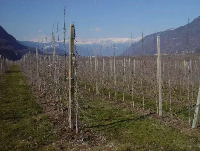 苹果细长纺锤形幼树整形修剪技术