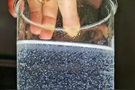 “泥猛”人工繁育技术取得新突破 南海所深圳试验基地科研团队三年攻破难题图片