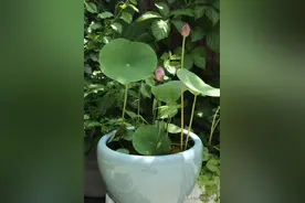 夏天暴晒也养不死的植物，越晒越好轻松度夏图片