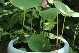 夏天暴晒也养不死的植物，越晒越好轻松度夏图片