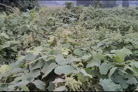 乡下农村的现状图片