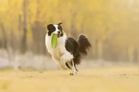 边牧智商很高，却喜欢用自己的高智商去戏耍主人，令主人欲哭无泪图片