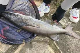 像白鲟？武汉小伙钓起大型水族，一米多长，小伙：准备吃了图片