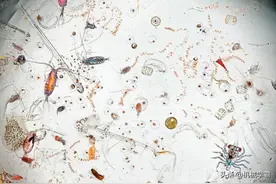 显微镜下的一滴海水及一滴眼泪图片
