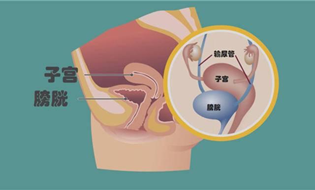 刚回来又想上厕所！怀孕过程中尿频这些事儿，papi酱说的太真实了