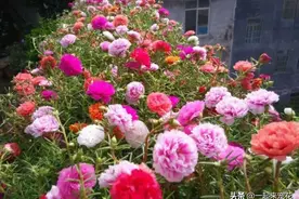 老花匠的太阳花，8、9月开得正旺，秘密就是做了3件事图片