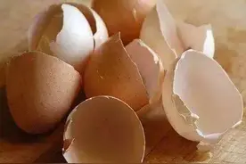 鸡蛋壳不要乱丢，还有4大功效无人知，一年少花许多冤枉钱图片