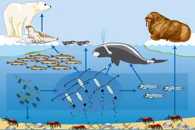 为什么人类基本只吃食草动物，不吃食肉动物呢？是因为不好吃吗？图片