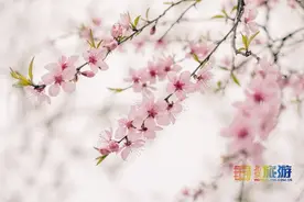 官宣！北京春游赏花，推荐的赏桃花地有一处已经绽放，另外两处更不容错过！图片