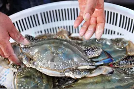 想吃梭子蟹不会挑，教你“一看二碰三压四掂”，个个鲜活肥美肉多图片