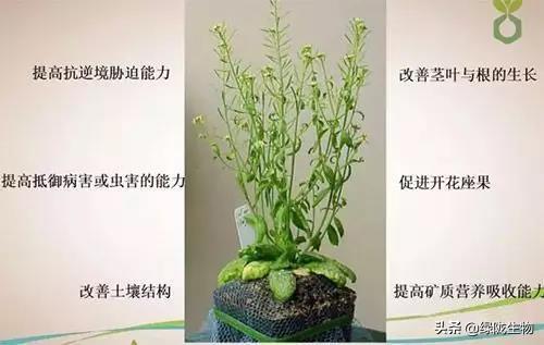 鍔熻兘寮哄ぇ鐨勬捣钘荤簿锛岀浉姣斾紶缁熻偉鏂欐湁杩欎簺浼樺娍锛侊紙浜岋級