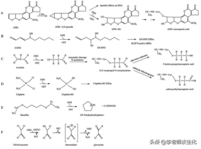 氨基酸衍生物代谢（三）