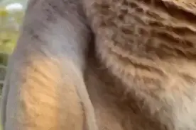 袋鼠出生时只有曲别针大小，8个月体重增千倍，它比牛羊肉环保图片