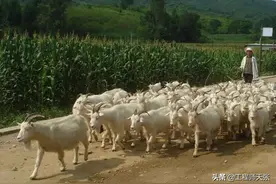 山西暴雨洪水将羊冲走！雨后领头羊带领羊群，一只不少又游了回来图片