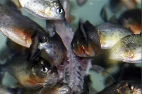 亚马逊雨林被称为人类禁区，为什么不敢去，里面究竟有多危险？图片