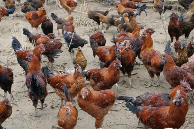 「西畴新闻」林亚达：珠宝界里奔出的养鸡人