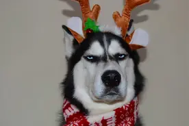 狗在生你气啦！14个迹象表明您的狗在“暗里生气”图片