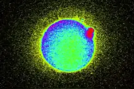科学家拍到：人类卵子接受精子那一刻，真的会爆发出一阵巨大闪光图片