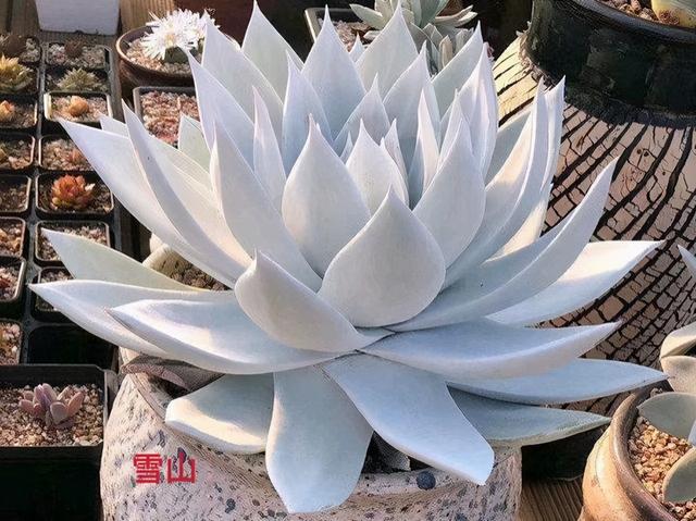 仙女杯属多肉中的大型品种雪山,叶片洁白自带仙气,媲美广寒宫