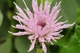 一株野生的猪草——蓟菜，开出了牡丹一样的花儿！图片