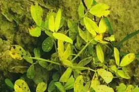 花生发黄怎么办图片