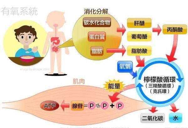 蛋白质大学问，天天都在谈的蛋白质，今天就来认识下
