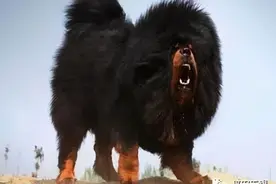 无锡人注意！这39种犬严禁饲养图片