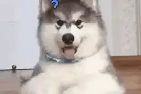 为什么湖北人听不懂湖北话？图片