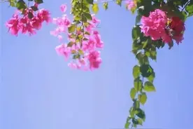 酒醉的迷魂汤图片