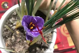 伊朗藏红花图片