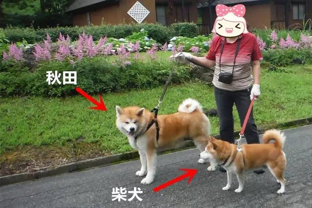 柴犬和秋田犬，还有人搞混这两种狗狗？一文告诉你两者的区别