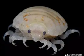 恐怖的寄生虫，缩头鱼虱：让我成为你的舌头，鱼类的梦魇图片