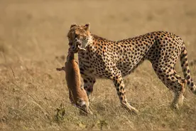 非洲草原上，猎豹与羚羊的悲欢故事图片
