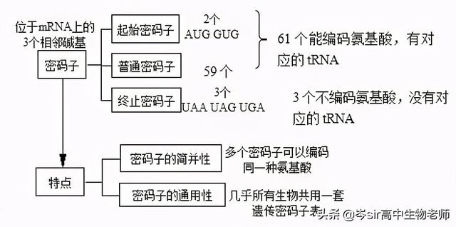 基因指导蛋白质的合成 高中生物重点知识梳理