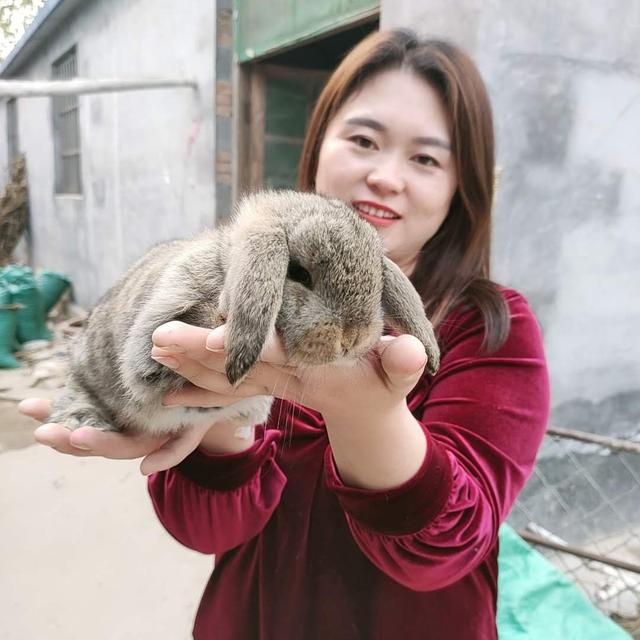 浅谈春天养兔注意事项