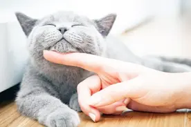 看看养猫前和养猫后的对比，你家的小可爱是介个样子么？