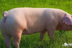 猪场返情率居高不下，你真的知道原因吗？图片