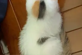 我家三花是公的，还和日漫里的猫长得一毛一样图片