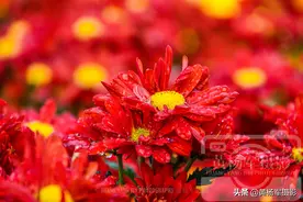 遇见春雨中美丽绽放的菊花图片