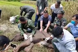 脐部发炎，生命垂危！出生6天小象被遗弃，多部门紧急救助图片