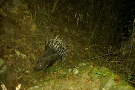 乍看像刺猬！野生豪猪“一家三口”现身重庆阴条岭觅食图片