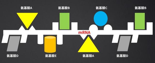 不健身直接吃蛋白粉会怎么样？