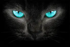 “燕子不进苦寒门，家猫不入白事堂”，看了就涨知识了！图片