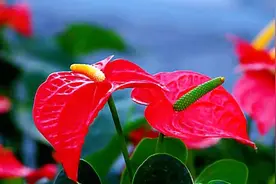 花烛（红掌）之美图片