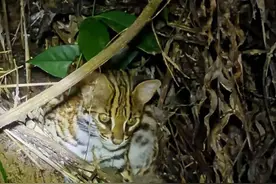 大象刚回家不久，豺就现身云南，来看看今年在云南汇聚的动植物图片