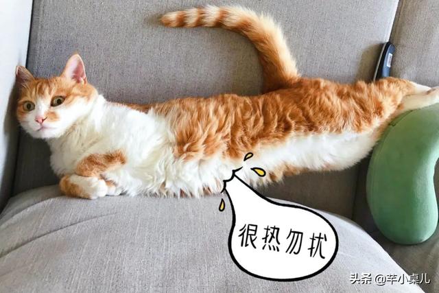 养生壶怎么做花胶 2026年养生壶怎么做花胶视频