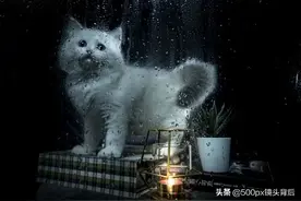 不愿约束自己又渴望感情归属？原来猫咪最能满足人类情感需求图片