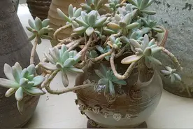 多肉徒长不砍头怎么办？撸叶子，一年养成高老桩，价值翻倍图片