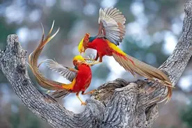 世界上最美的鸟，曾是中国国鸟，为什么能在饭店看到，吃它犯法吗图片